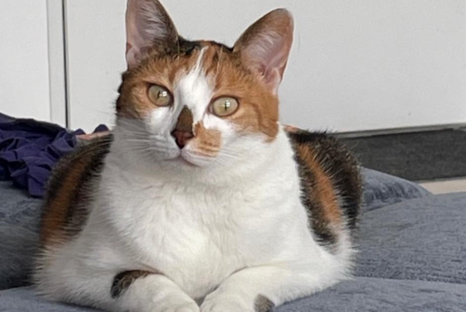 Vermisstmeldung Katze Weiblich , 4 jahre Sainte-Maure Frankreich