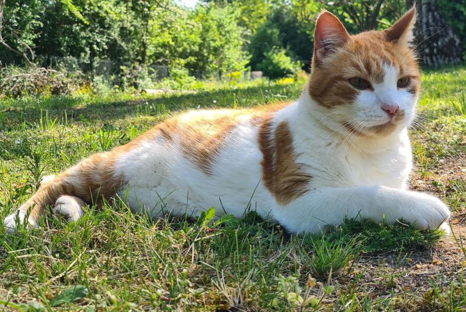 Alerte Disparition Chat  Mâle , 10 ans Fontvannes France