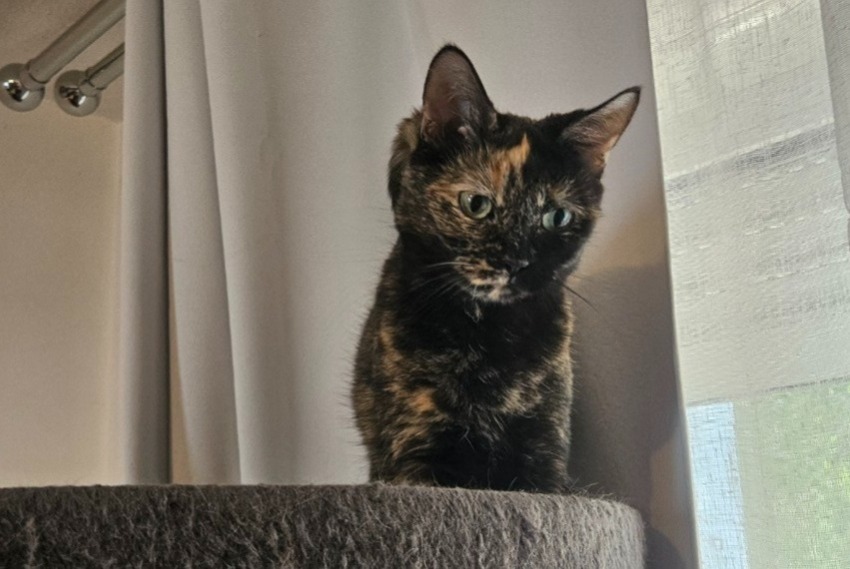 Alerte Disparition Chat Femelle , 7 ans Courçon France Alerte Disparition Chat Femelle , 7 ans Courçon France