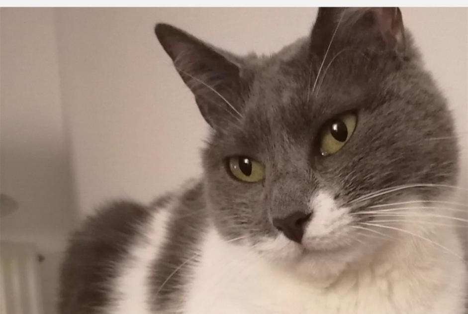 Alerte Disparition Chat croisement Femelle , 8 ans Beaulieu-sur-Dordogne France