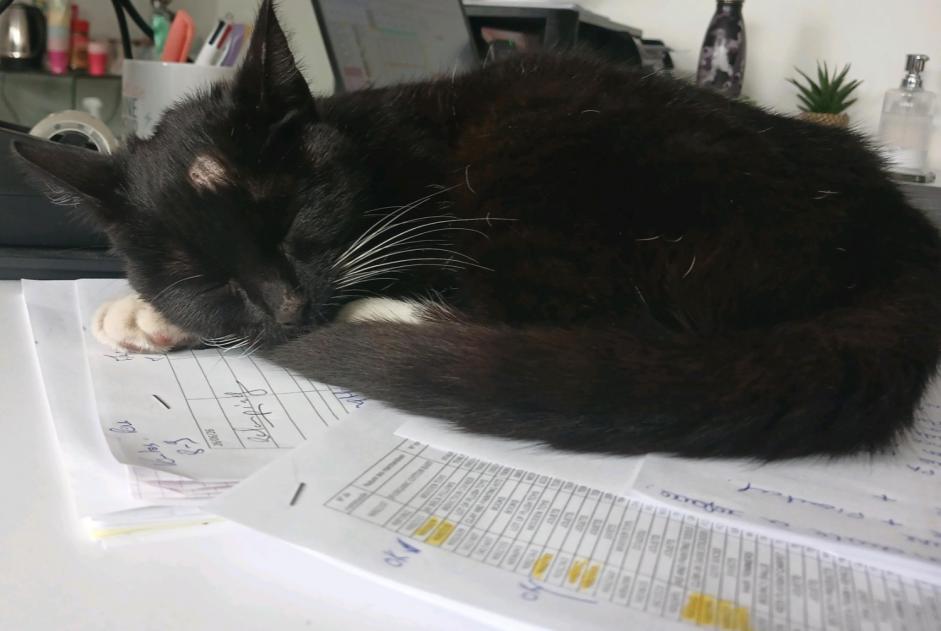 Alerte Découverte Chat  Femelle Pont-Audemer France