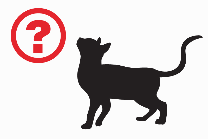 Alerte Découverte Chat croisement Mâle Paris France Alerte Découverte Chat croisement Mâle Paris France