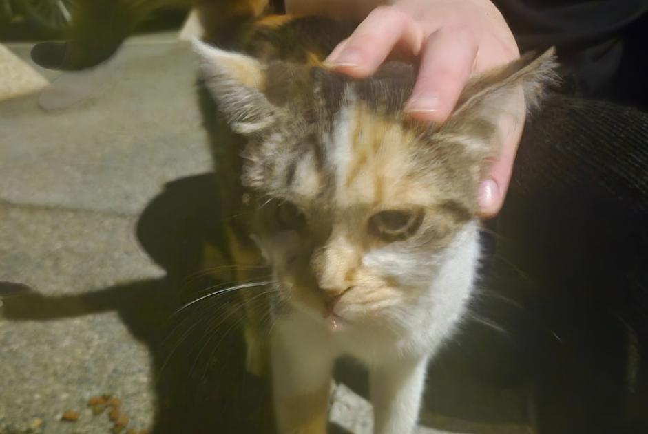 Avviso Ritrovamento Gatto Femmina Valras-Plage Francia Avviso Ritrovamento Gatto Femmina Valras-Plage Francia